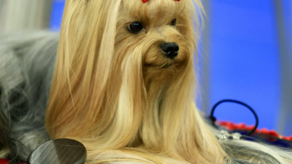 06.08.2025 Chwila dla Pupila - o przygotowaniach psa do wystaw 1 pexels dmitry ovsyannikov 271243380 23427660 2025 08 06 073645