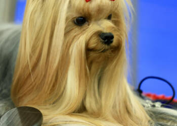 pexels dmitry ovsyannikov 271243380 23427660 2025 08 06 073645