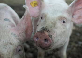 pexels mali 110815 2025 08 13 191005