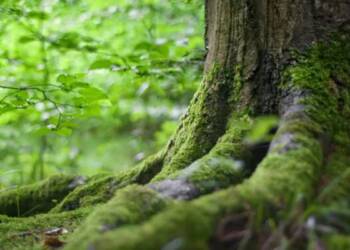 pexels mali 142497 2024 05 04 090737 750x375 2025 08 10 020657