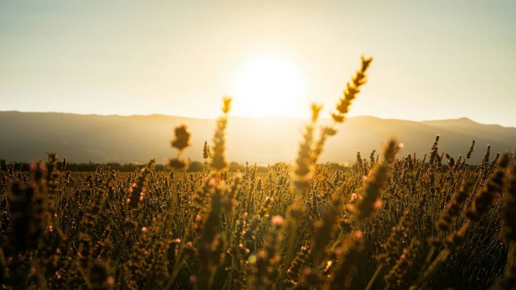 pexels mathias sogorski 746842789 33322341 2025 08 06 113307