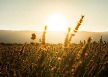 pexels mathias sogorski 746842789 33322341 2025 08 06 113307