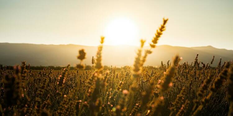 pexels mathias sogorski 746842789 33322341 2025 08 06 113307