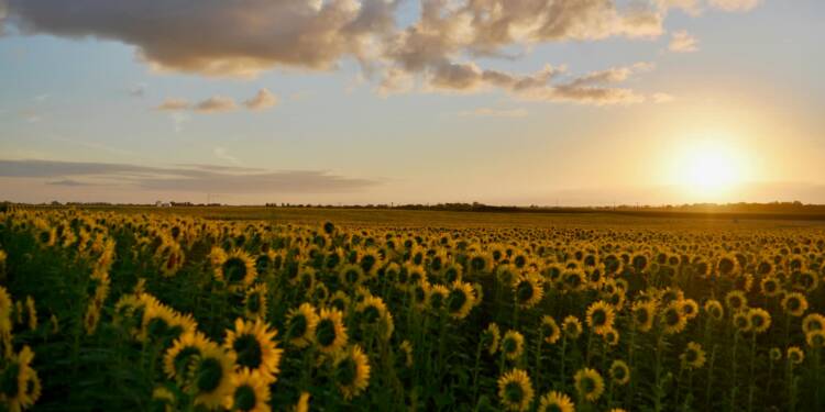 pexels peter de vink 288978 849403 2025 08 21 135856