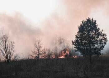 pexels photo 4070651 2025 08 02 004634