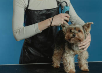 pexels tima miroshnichenko 6131003 2025 08 05 094053