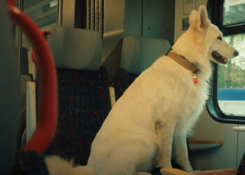 07.08.2025 Iga Movie - rozmowa z Magdaleną Nieć 2 pies 2025 08 07 113708