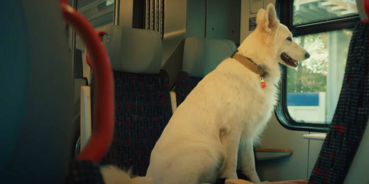 pies 2025 08 07 113708