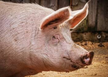 pig 3834738 1280 2025 08 26 165843