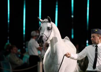 pm aukcja 110824 028 2025 08 01 224414