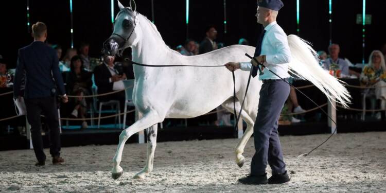 2024.08.11. JANOW PODLASKI . AKUCJA PRIDE OF POLAND . 46. NARODOWY POKAZ KONI CZYSTEJ KRWI ARABSKIEJ . 
FOT. PIOTR MICHALSKI