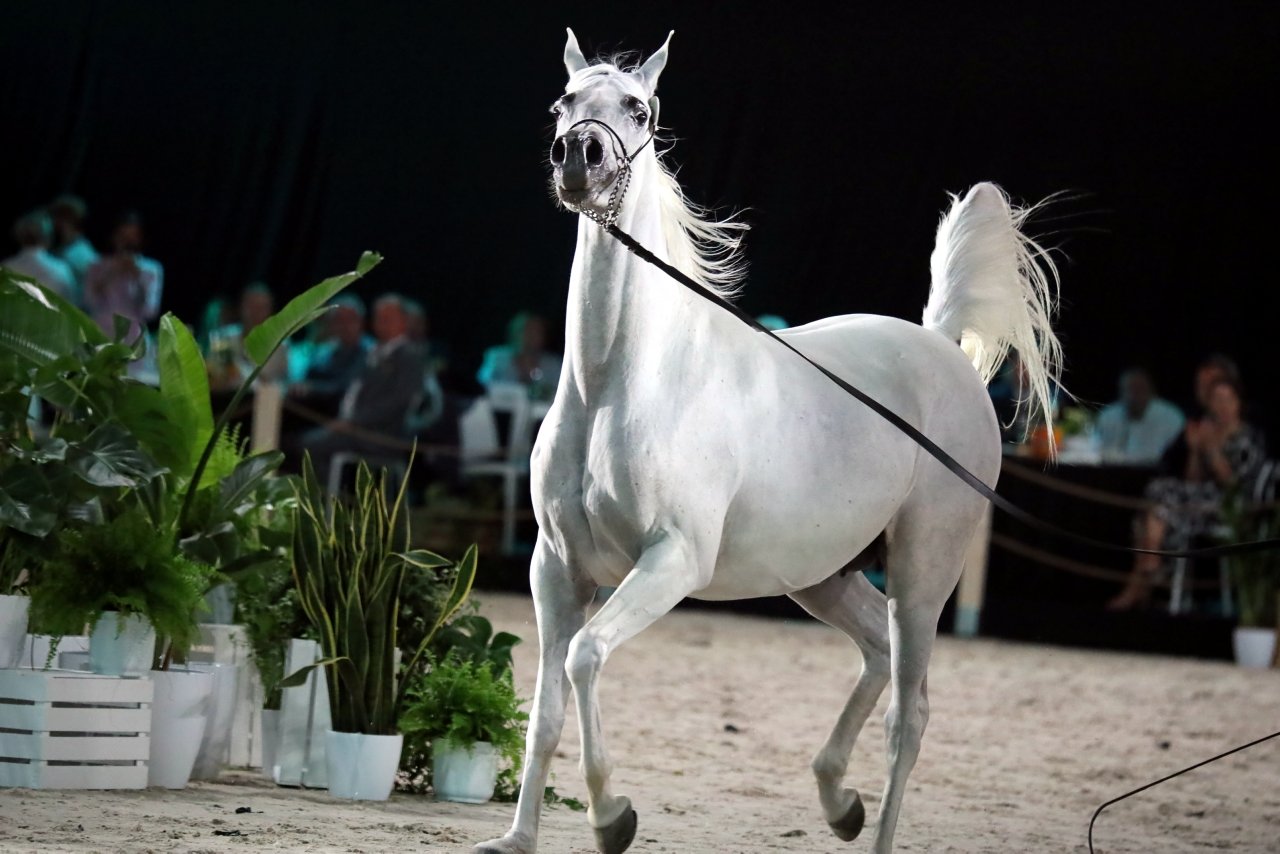 „Przygotowania są na ostatniej prostej”. Dni Konia Arabskiego coraz bliżej 2 pm_AUKCJA-110824-087.jpg