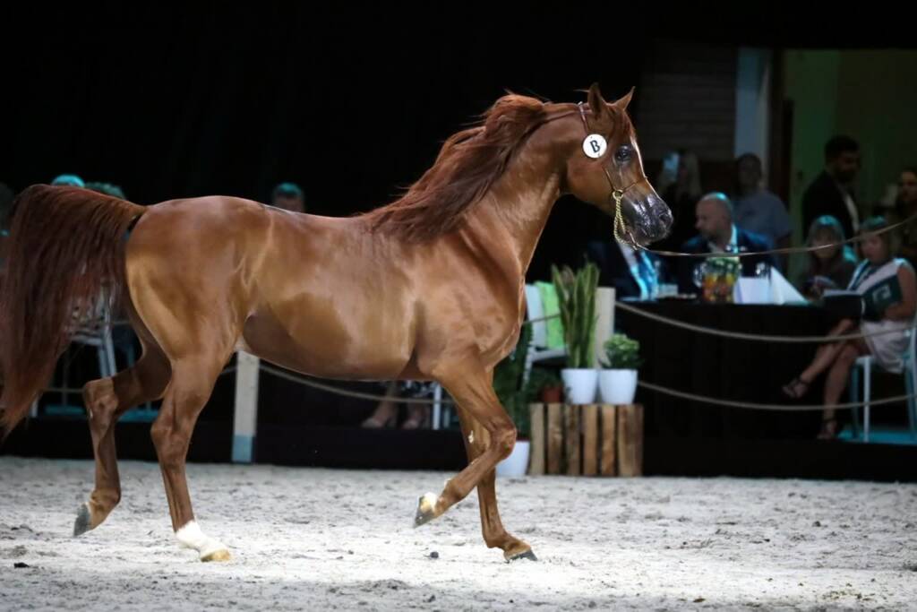 Święto hodowców i miłośników koni arabskich 1 pm aukcja 110824 104 2024 08 12 184645 2025 07 11 204612 2025 08 08 072944