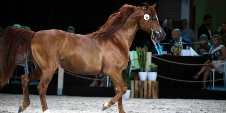 Święto hodowców i miłośników koni arabskich 1 pm aukcja 110824 104 2024 08 12 184645 2025 07 11 204612 2025 08 08 072944