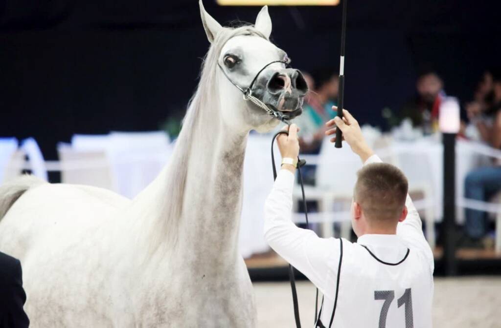 pm pokazy 120823 053 2025 08 07 175211