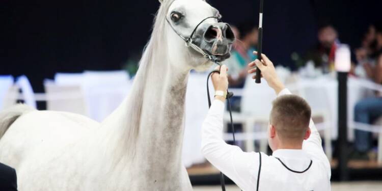 pm pokazy 120823 053 2025 08 07 175211