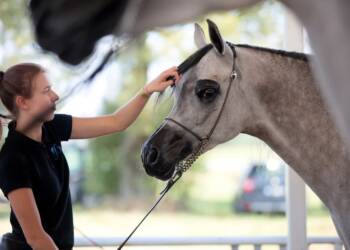 pm stadnina 120823 046 2023 08 13 083235 2025 08 05 134917