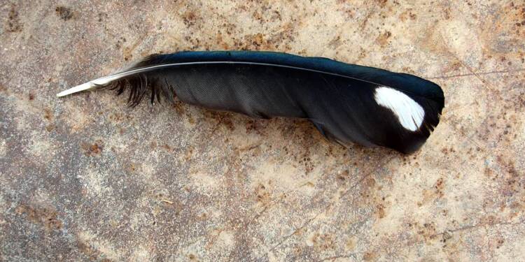 ptaci brko 2025 08 09 080424