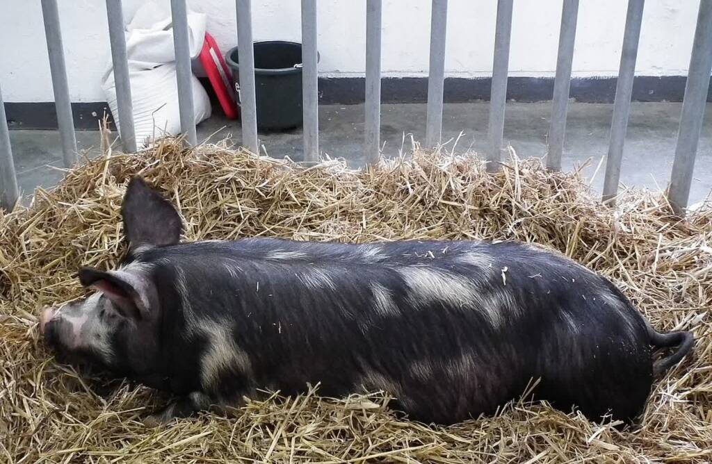 pulawska pig xxviii krajowa wystawa zwierzat hodowlanych poznan 4 2025 08 17 093419