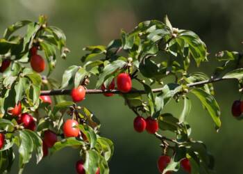 red berries 5445620 1280 2025 08 15 171647