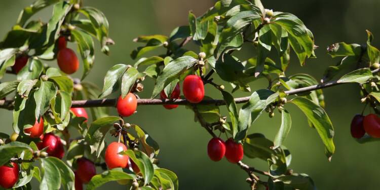 red berries 5445620 1280 2025 08 15 171647