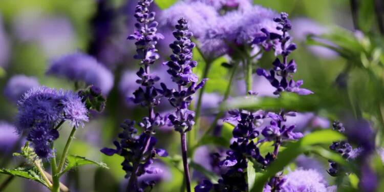 sage 8314234 1280 2025 08 05 095523