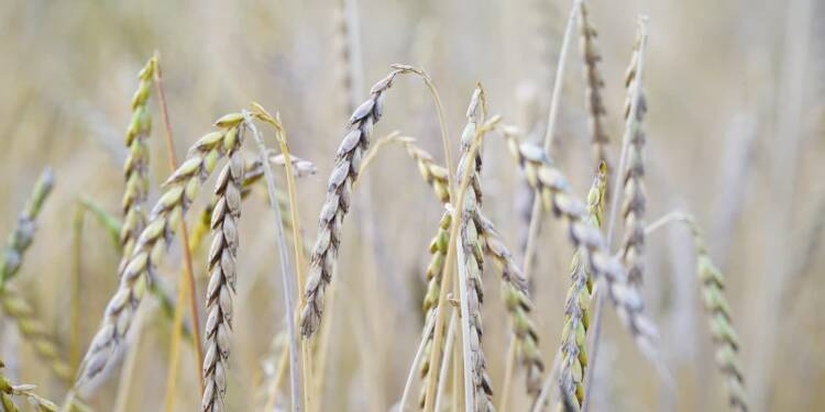 spelt 4765437 1280 2025 08 13 124853