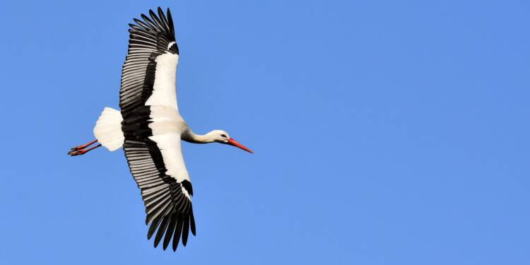 stork 3363503 1280 2025 08 26 145643