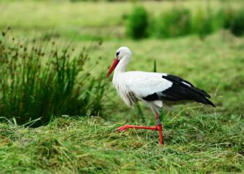 stork 4300368 1280 2025 08 06 201113