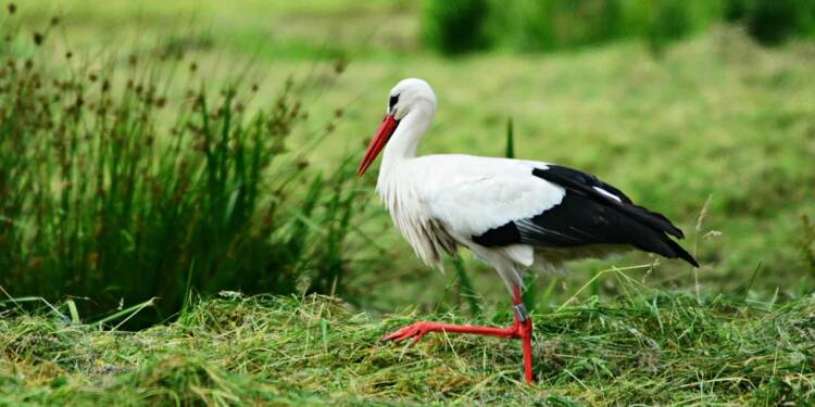 stork 4300368 1280 2025 08 06 201113