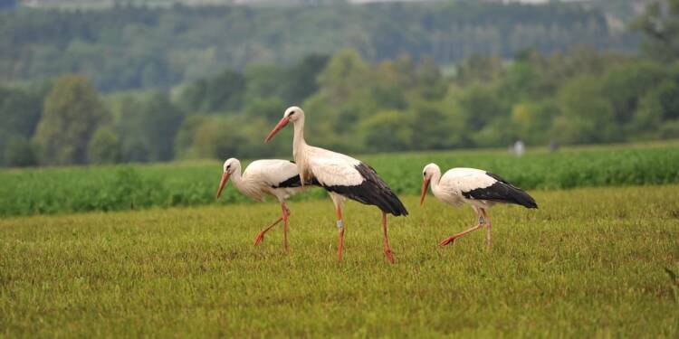 Bociani zegar przyspieszył. Ptaki wcześniej wyruszają na południe 1 storks 1626266 1280 2025 08 06 163928