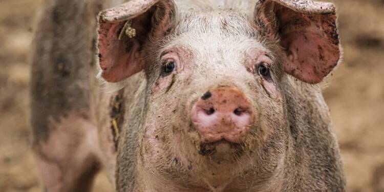 Kolejne ognisko groźnej choroby w regionie 1 swinia 2025 08 01 153412