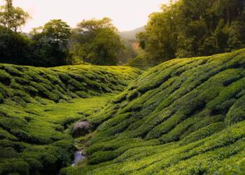 tea 2359412 1280 2025 08 18 122613