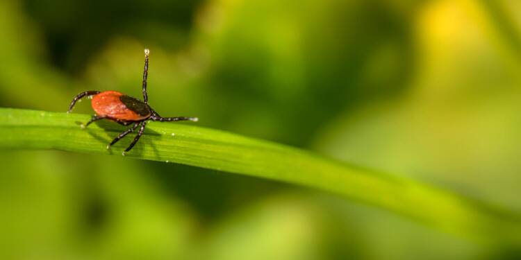 tick 7232091 1280 2025 08 13 130545