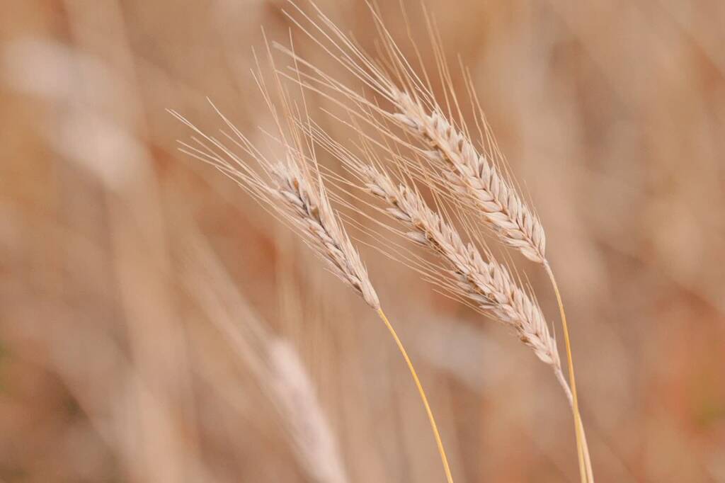 wheat 9659385 1280 2025 08 20 130109