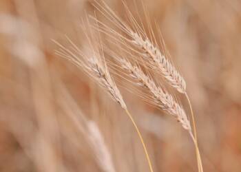 wheat 9659385 1280 2025 08 20 130109