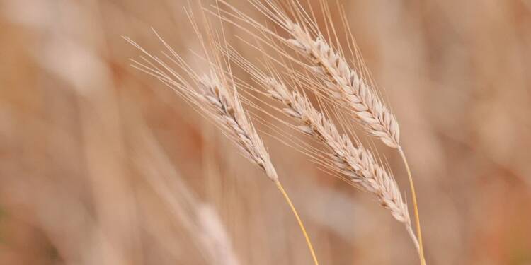 wheat 9659385 1280 2025 08 20 130109