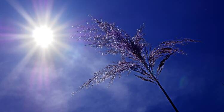 zniwa 2025 08 01 145354