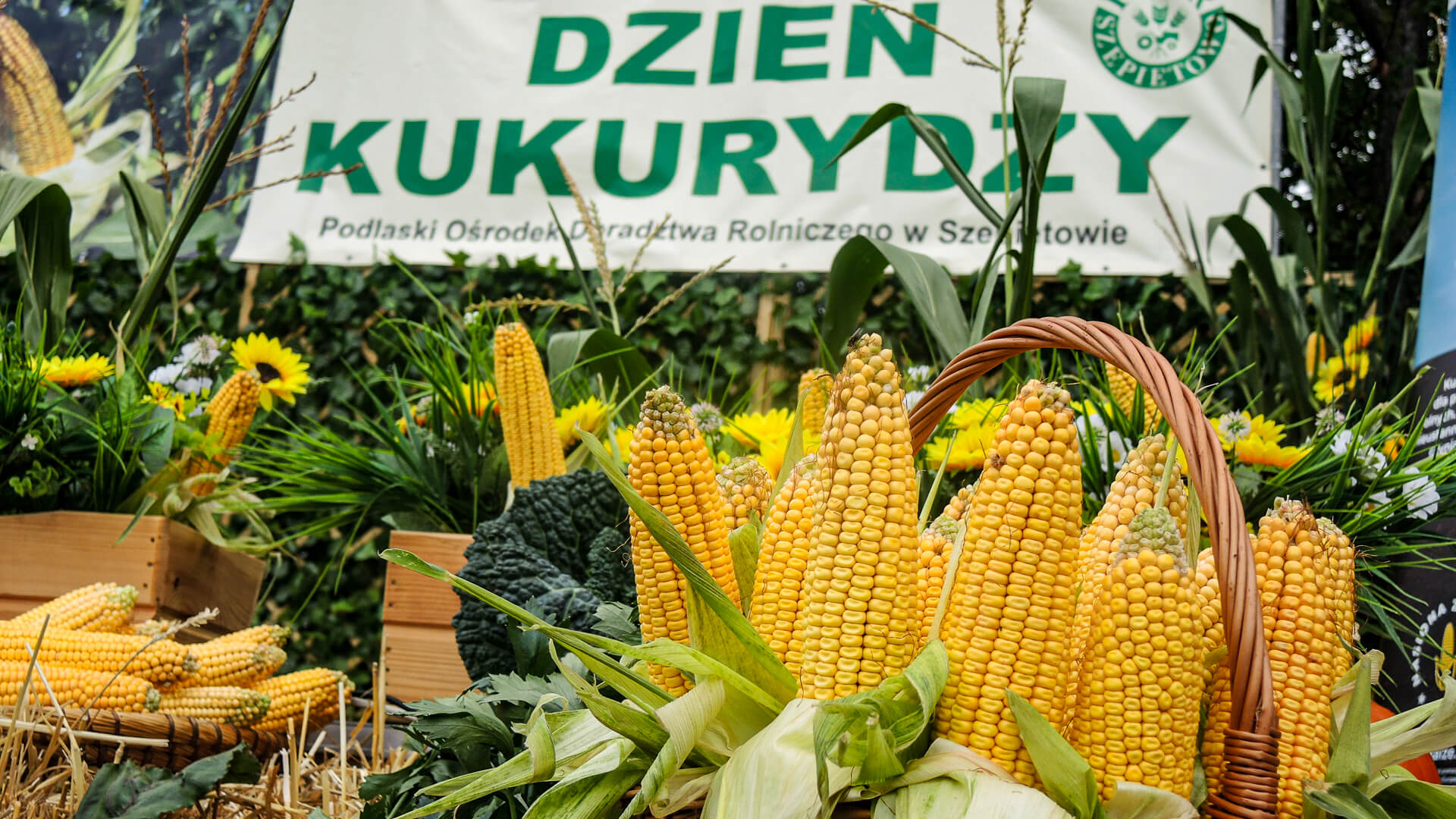 Plony pod znakiem pogody. Rolnicy sprawdzali nowe odmiany kukurydzy w Szepietowie [ZDJĘCIA]