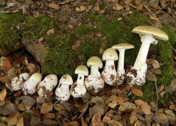 Kobieta zmarła po zjedzeniu muchomora sromotnikowego 7 2011 10 26 Amanita phalloides Fr. Link 177883