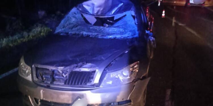 Zderzenie samochodu z łosiem. Są utrudnienia 1 548070962 706623322392877 3449498521294867963 n e1758048242730