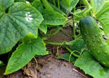 8a112f13c82bc7e5d97a93881045bb56