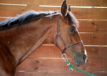 2023-07-15T10:09:39:38 ,  Fot. Piotr Michalski  2023.07.15. SITNO . SWIETO KONIA . FOT. PIOTR MICHALSKI