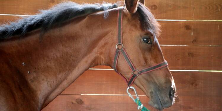 2023-07-15T10:09:39:38 ,  Fot. Piotr Michalski  2023.07.15. SITNO . SWIETO KONIA . FOT. PIOTR MICHALSKI