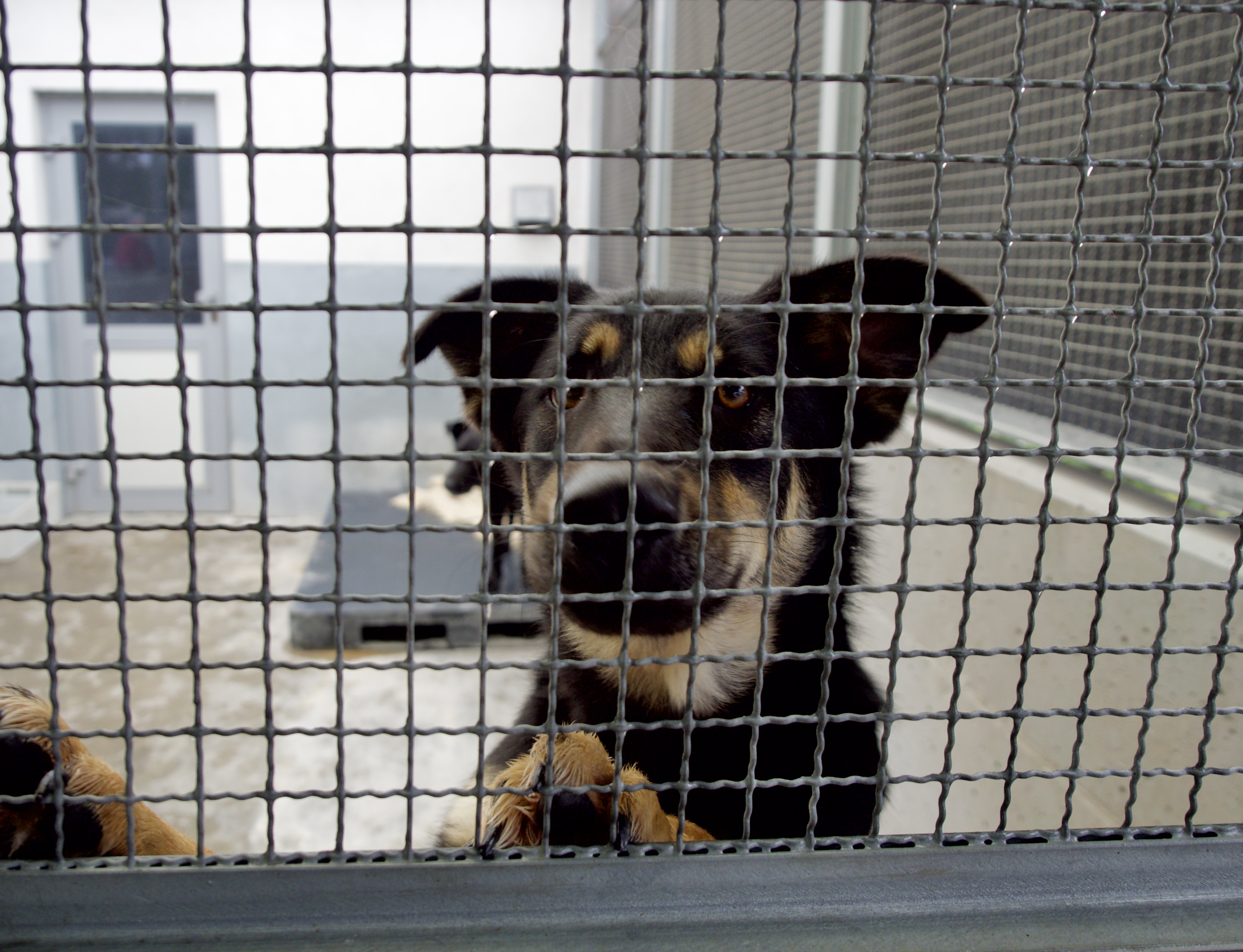 Lublin szuka nowego zarządcy schroniska dla bezdomnych zwierząt