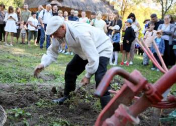 Wykopki jak za dawnych lat. Pokaz w lubelskim skansenie 2 EAttachments89681041d34f5f7271930c9e5890a0119f1c487 xl 1