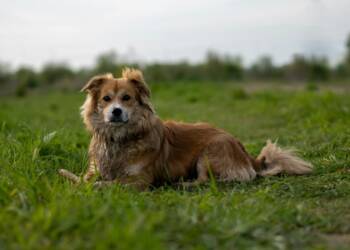 EAttachments8978791bfb0ea11cd8c79444b80977942f09647 xl