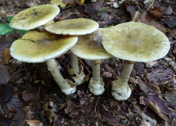 EAttachments89828404aacfebce1504251578d43ff56fb989b xl