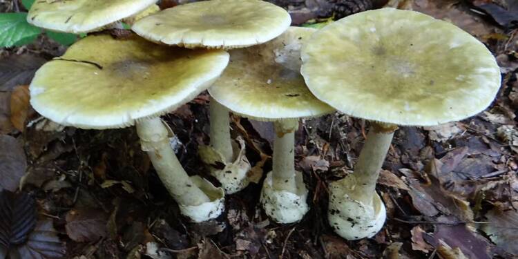 EAttachments89828404aacfebce1504251578d43ff56fb989b xl