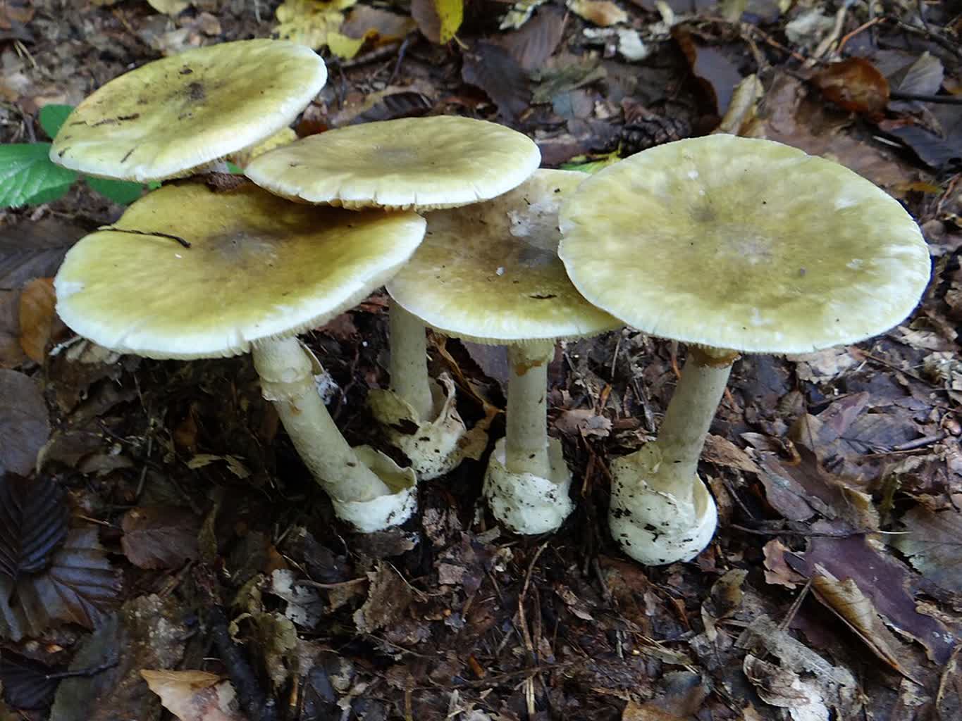 Śmiertelnie niebezpieczny muchomor. Można go pomylić w wieloma grzybami